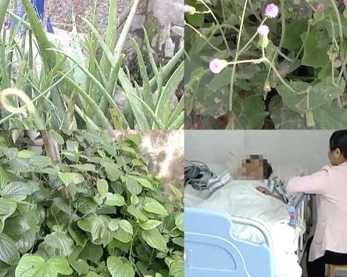 廣西兩對夫婦將摘下的多種野菜榨汁飲下，結果中毒，一人身亡。（網圖）
