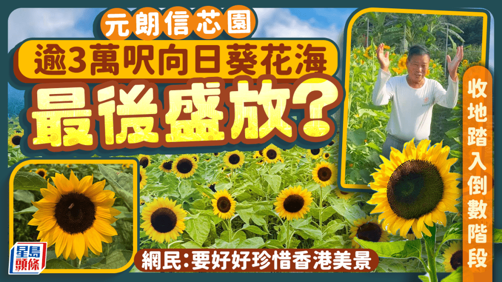元朗信芯園面臨收地踏入倒數階段 逾3萬呎向日葵花海將成歷史 網民：要好好珍惜香港美景