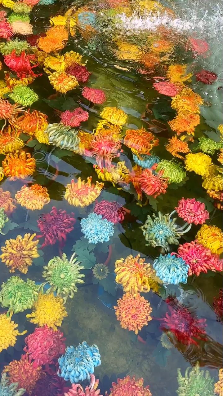 開封水下浮菊打破賞花只可在地上的固有思維，大獲好評。