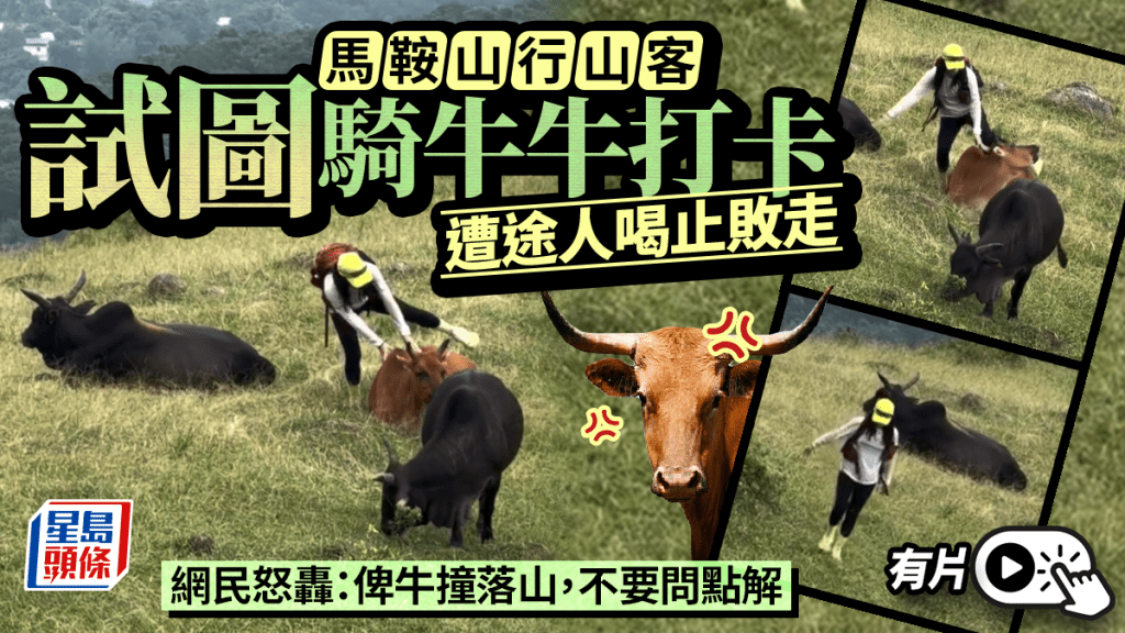 有片｜馬鞍山普通話男女見流浪牛來到 作勢騎牛背「打卡」騷擾 團體抨擊促報警