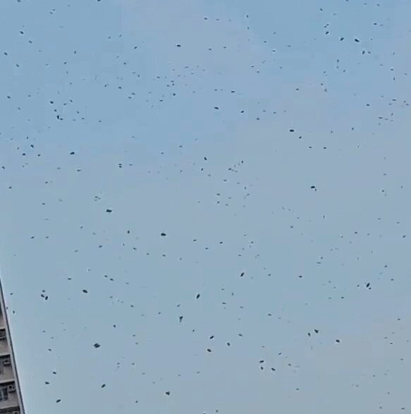 網民:係咪蜜蜂嚟㗎?fb「天水圍街坊鄰里」截圖。fb「天水圍街坊鄰里」截圖 網民:係咪蜜蜂嚟㗎?fb「天水圍街坊鄰里」截圖。fb「天水圍街坊鄰里」截圖