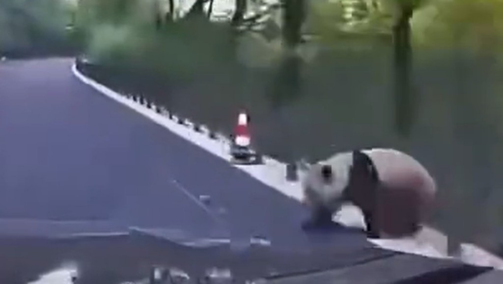 翻看行车纪录仪后才确定是野生大熊猫。影片截图