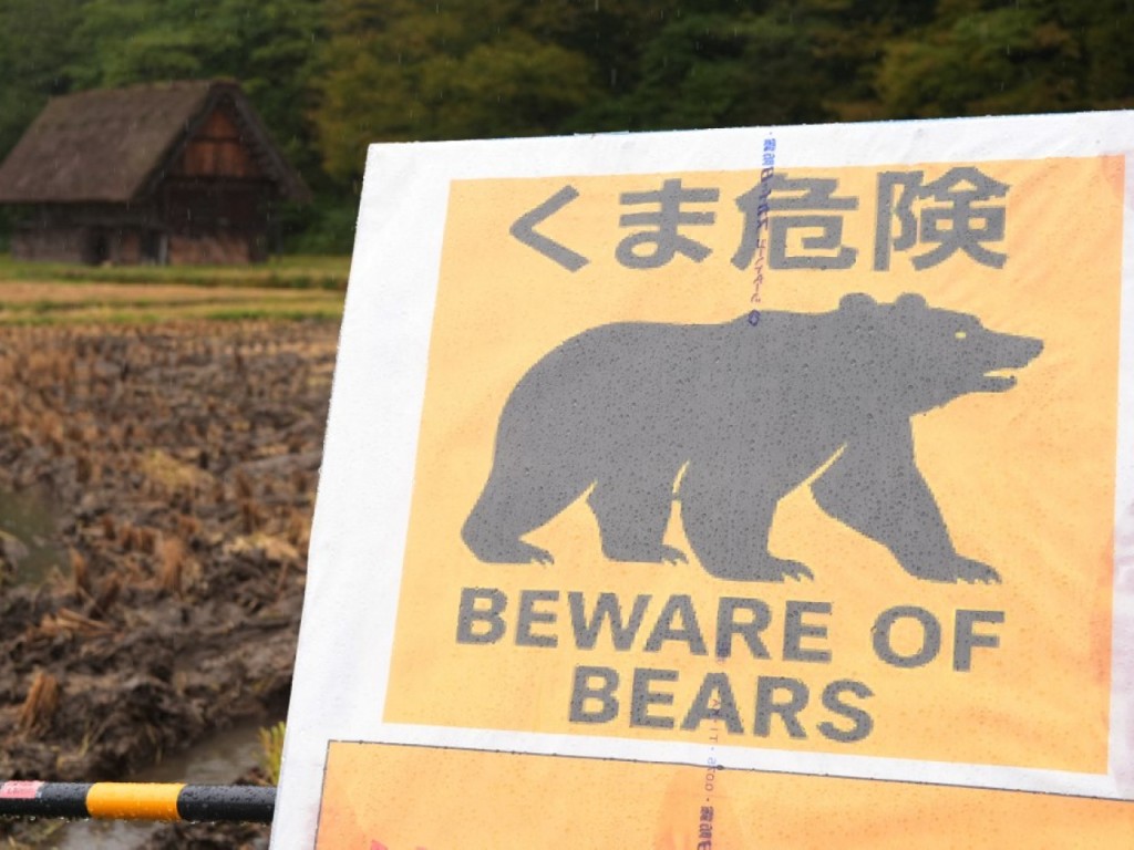 日本各地发出熊出没注意警报。法新社