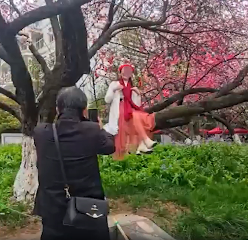 有女子坐在其中一节桃花树上打卡。 网片截图