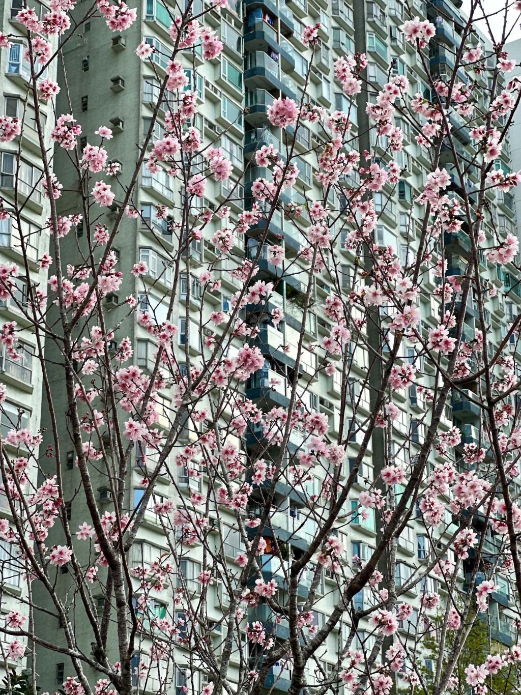 不同地區的櫻花樹開花時間未必相同，錯過了可以到其他地區追逐欣賞。