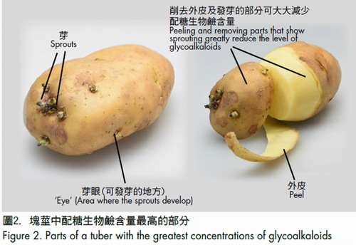 發芽薯仔含毒素（圖片：食物安全中心）