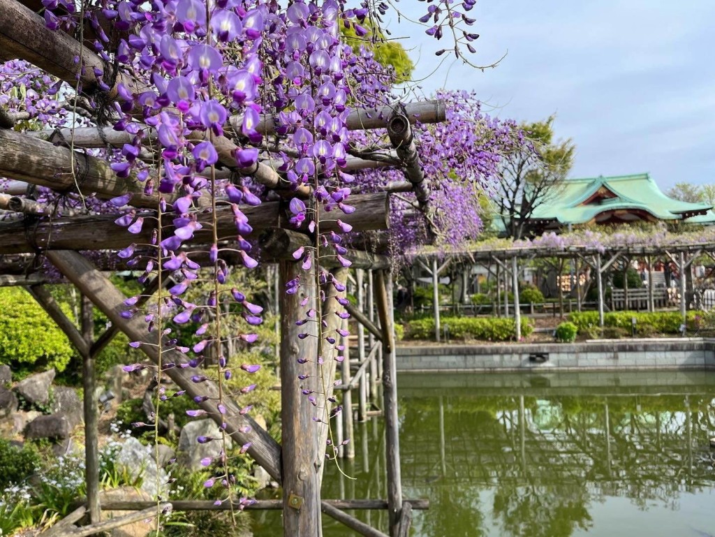 位處市中心的龜戶天神社是東京第一賞藤勝地。