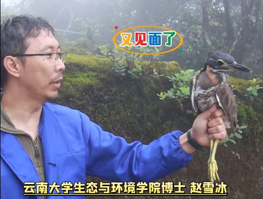 科研人員在哀牢山捕捉到的海南鳽。影片截圖