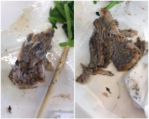 魚塊背面全是線蟲。網圖