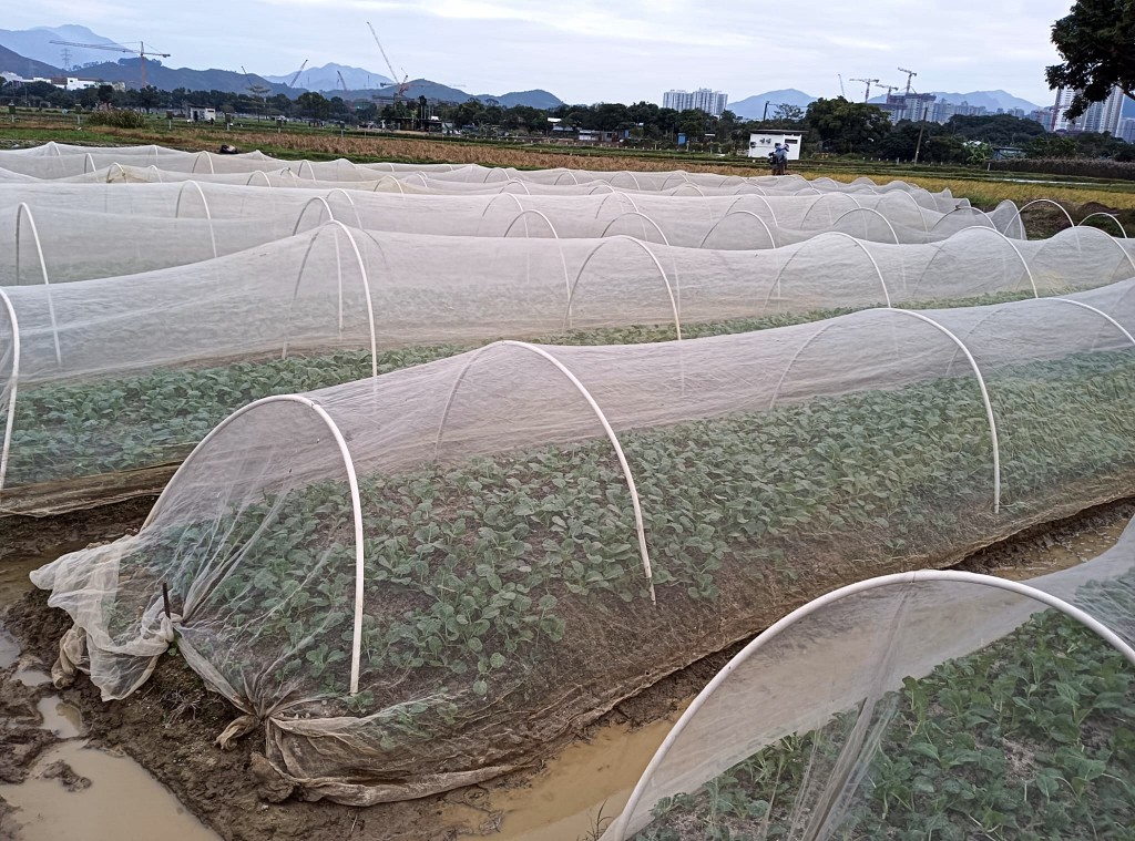 有北區農地加蓋保護網。黃七娣提供