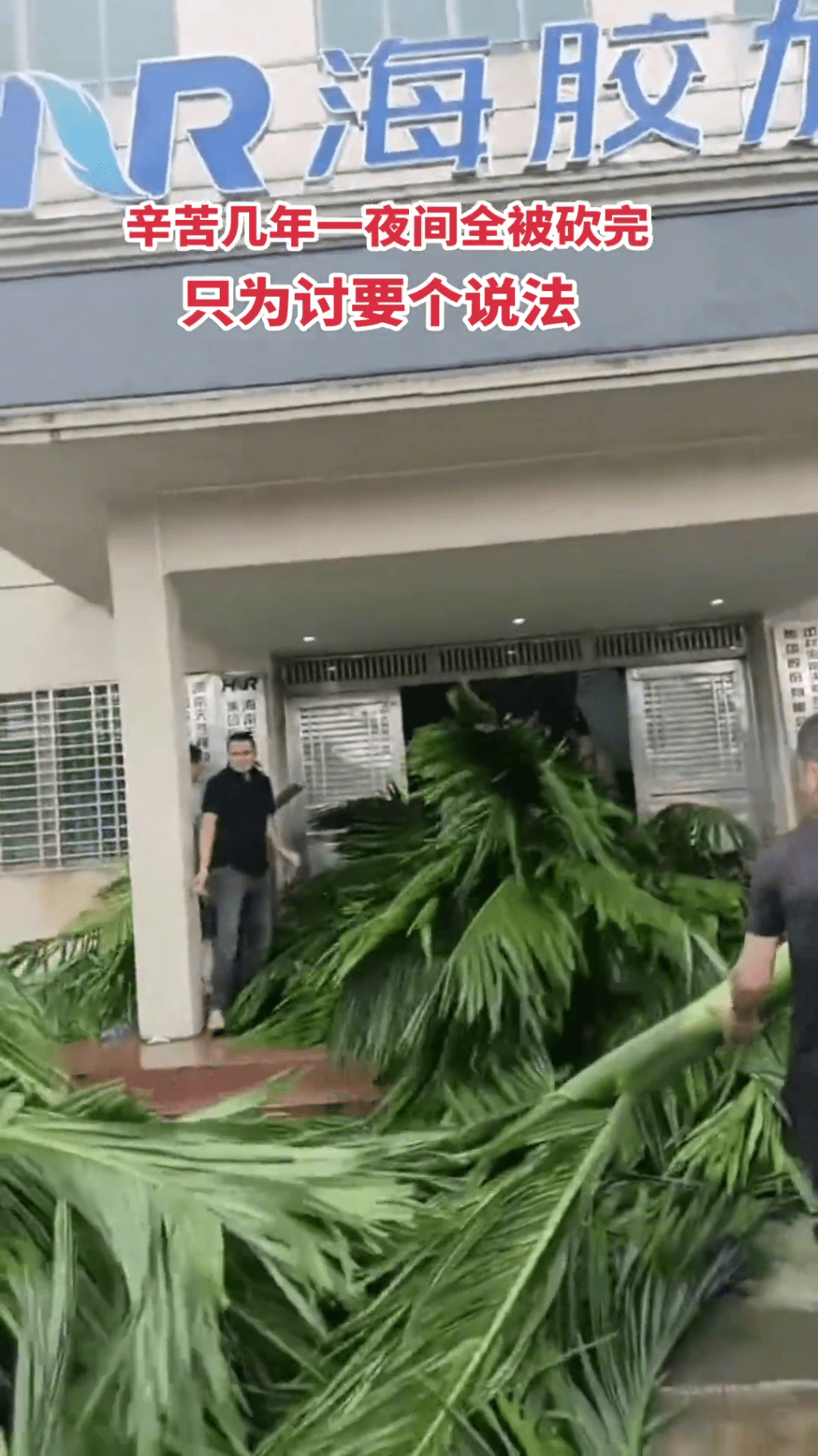 農民把被砍伐的檳榔樹堆到海膠集團公司大樓門口抗議。 農民把被砍伐的檳榔樹堆到海膠集團公司大樓門口抗議。