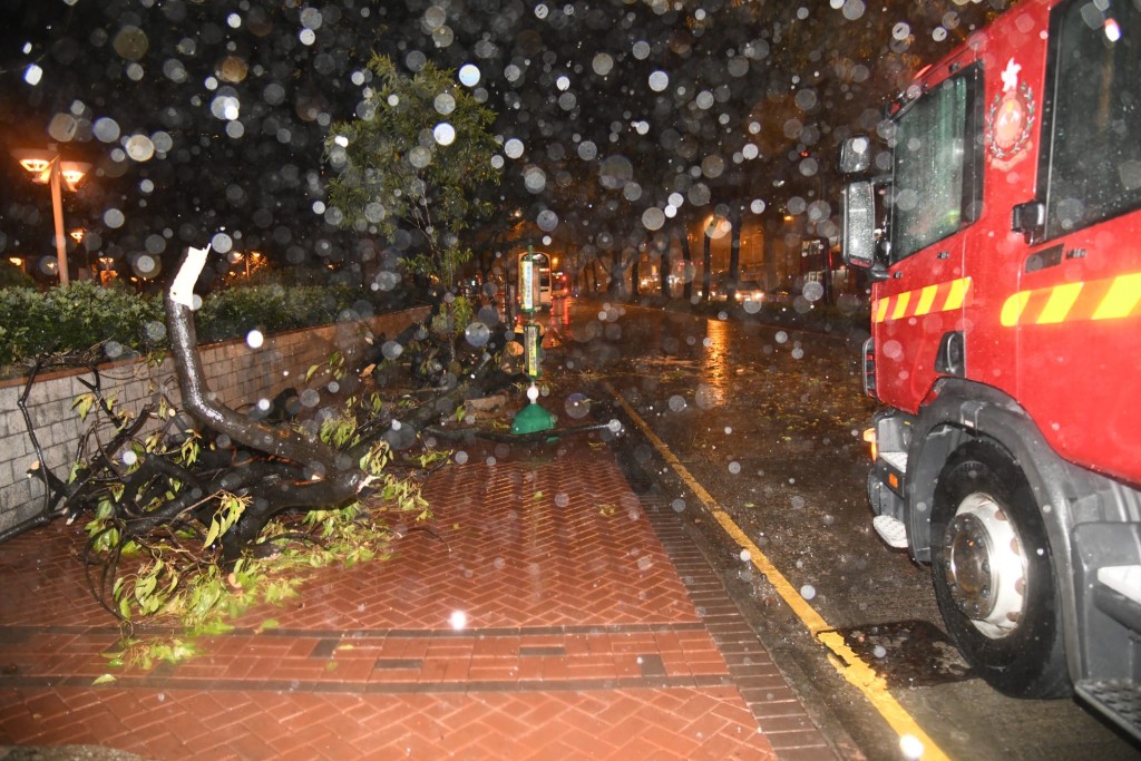 消防將塌樹移至路旁。