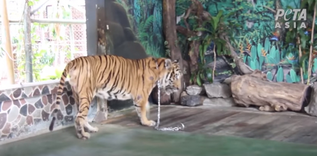 老虎被锁链限制活动范围。（网图）