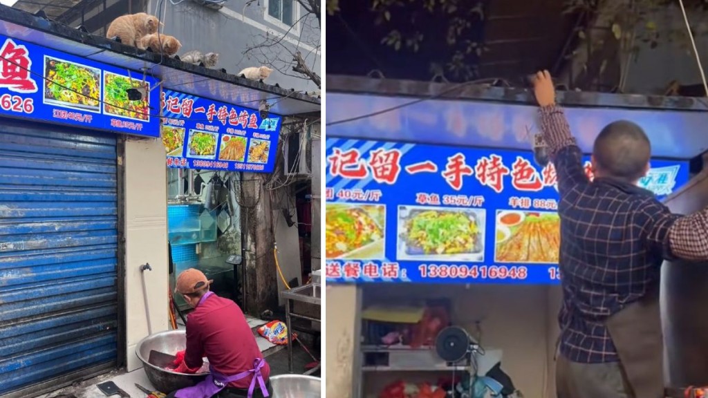 烤魚店老闆將魚內臟放上屋簷，吸引貓咪到來。