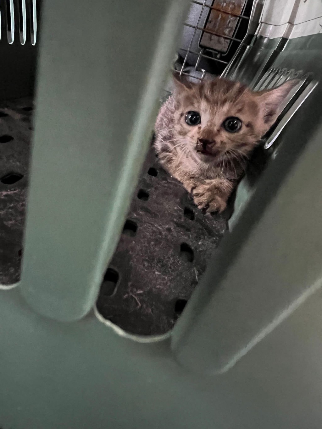 被困车轮之间的小猫获救。 被困车轮之间的小猫获救。