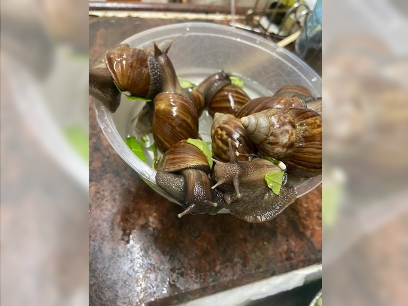 有街坊执蜗牛欲煮食。日日爆FB