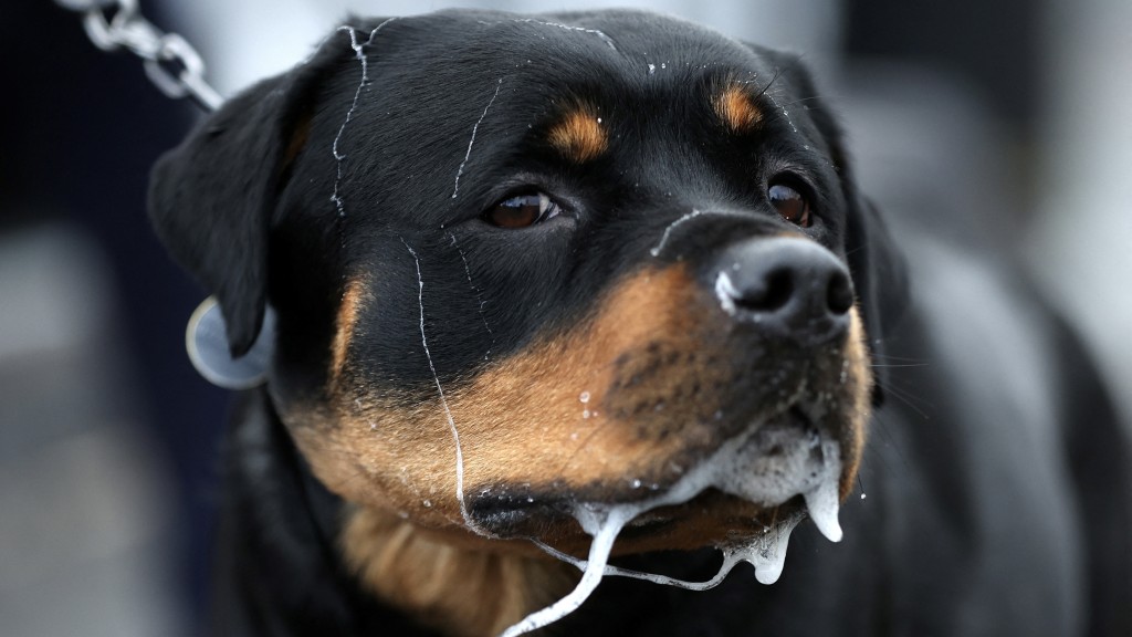 洛威拿是美国10大受欢迎犬种之一。 路透社