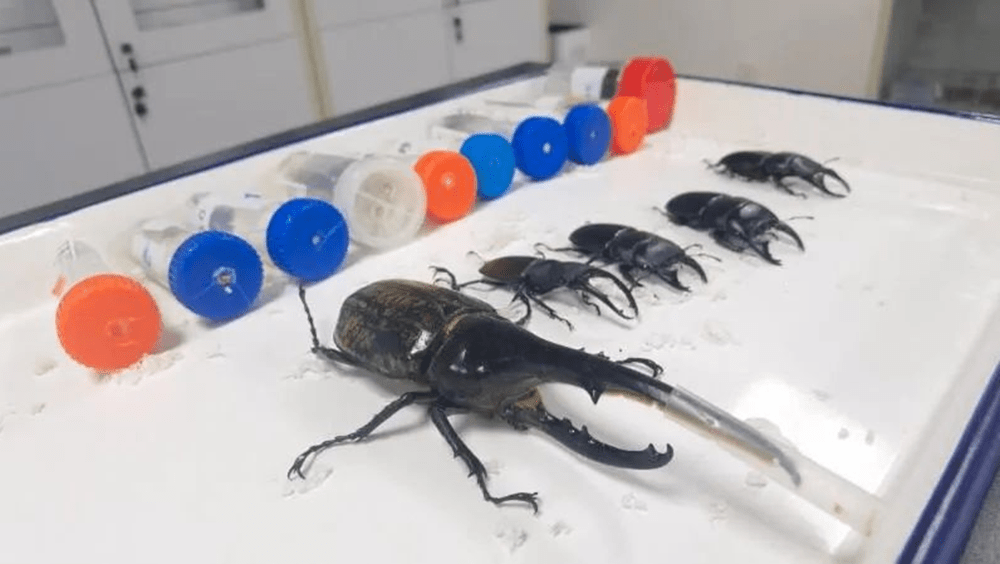 廈門海關查獲23隻活體甲蟲,三代可繁殖超萬隻。