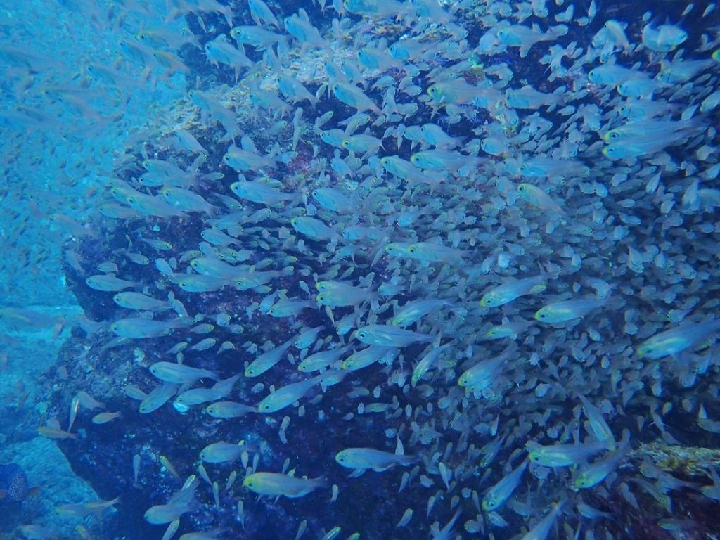 好靚嘅水底世界。