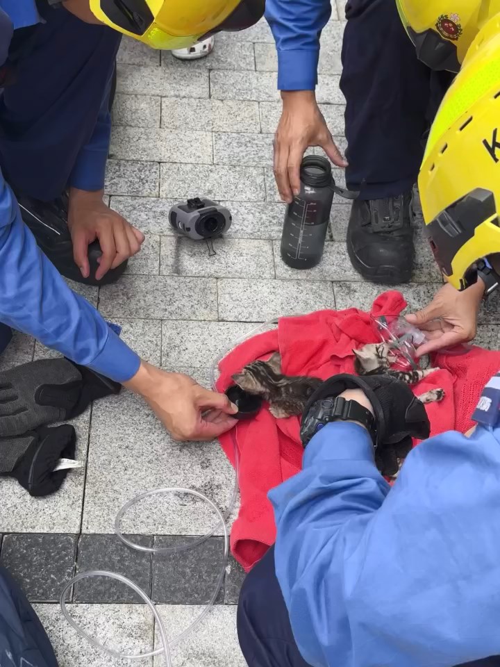 消防員替幼貓進行急救及餵水,又拿出氧氣罩協助幼貓呼吸。ahtisham_ahmadd@Threads片段截圖 消防員替幼貓進行急救及餵水,又拿出氧氣罩協助幼貓呼吸。ahtisham_ahmadd@Threads片段截圖