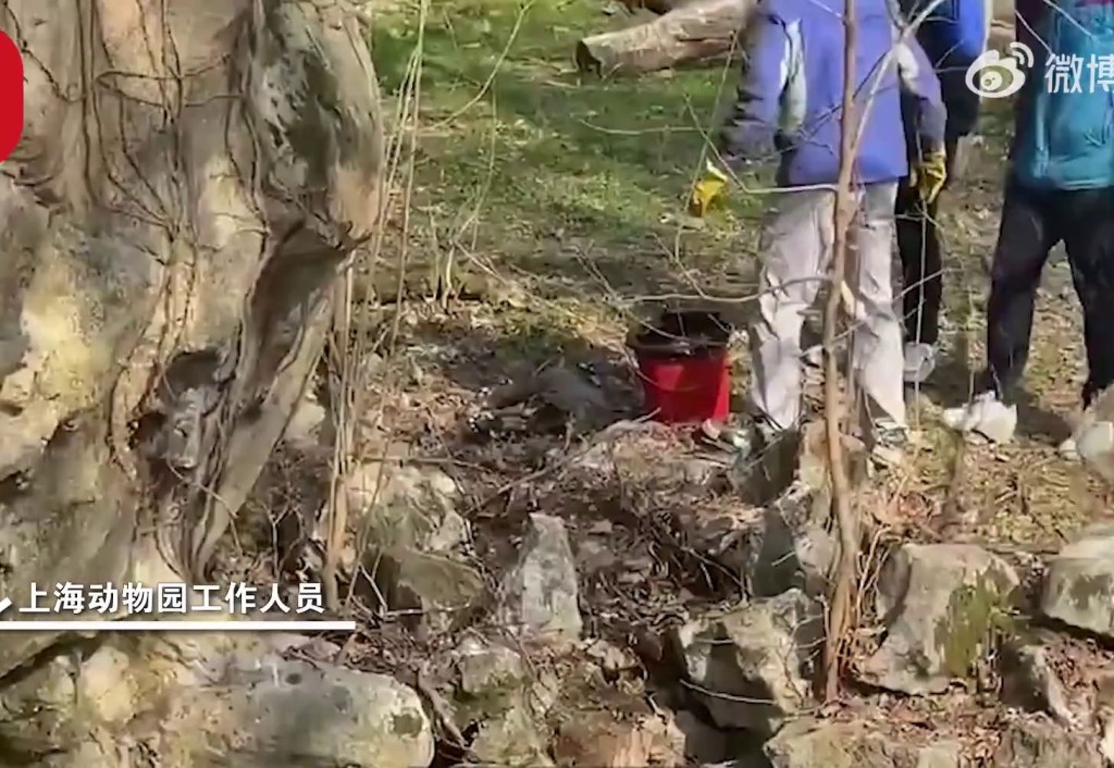 影片显示工作人员疑似在幼虎埋葬。