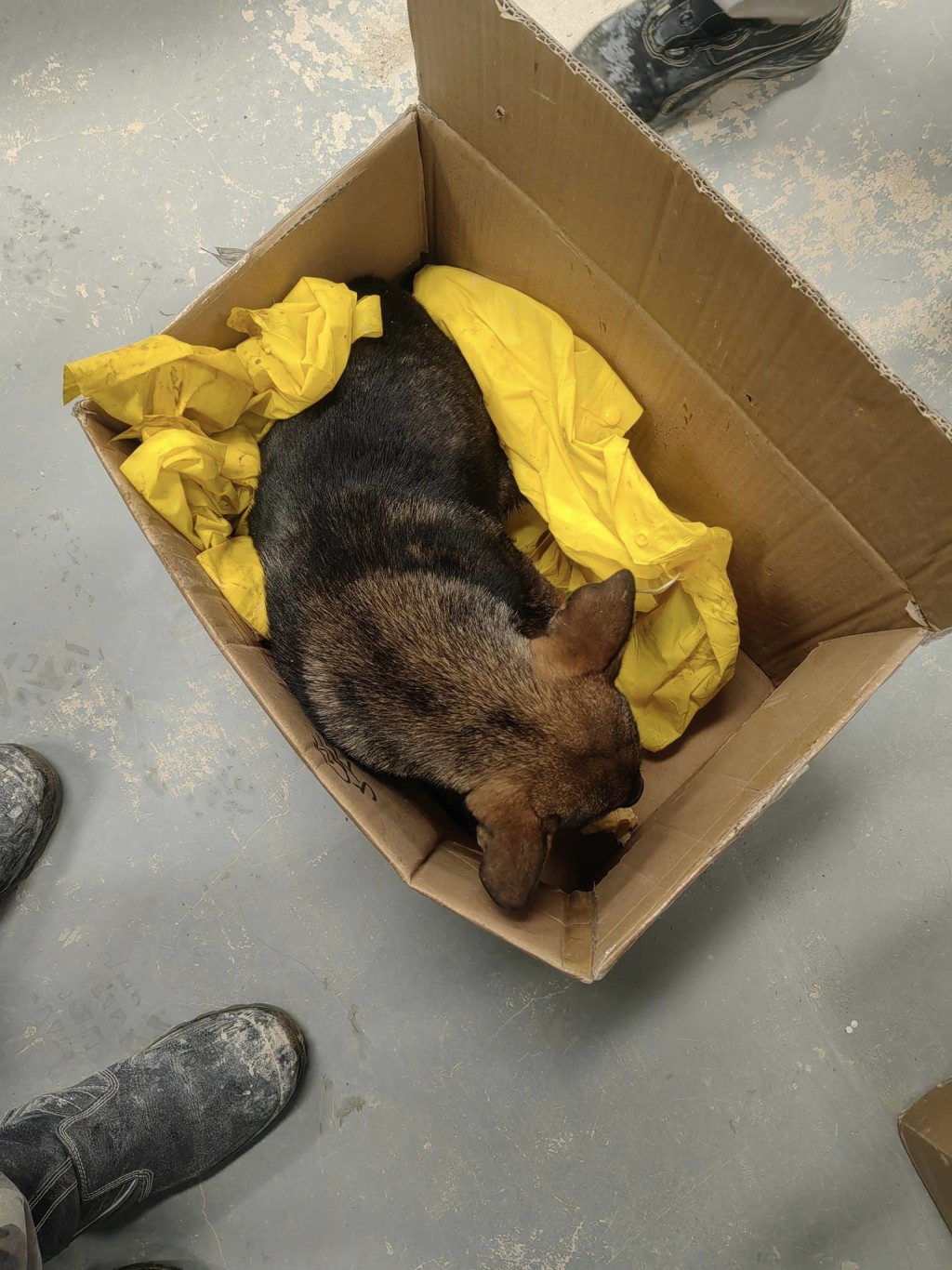 工人将狗狗带到工地写字楼，放在纸箱和外套内取暖。FB群组「天下猫猫领养及义工讨论区」