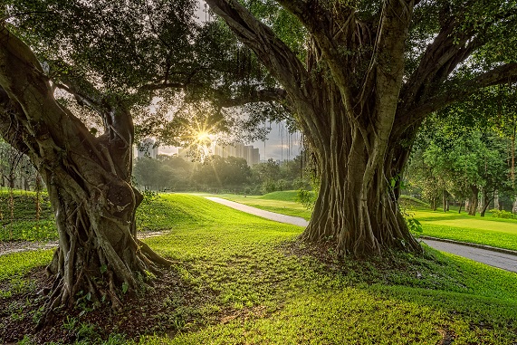 粉嶺高爾夫球場內估計約有80棵可能符合納入古樹名木準則。資料圖片