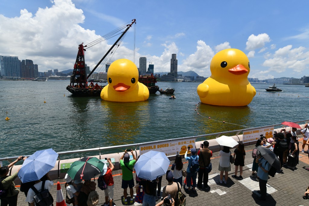 兩隻黃鴨重新於維港展出。盧江球攝