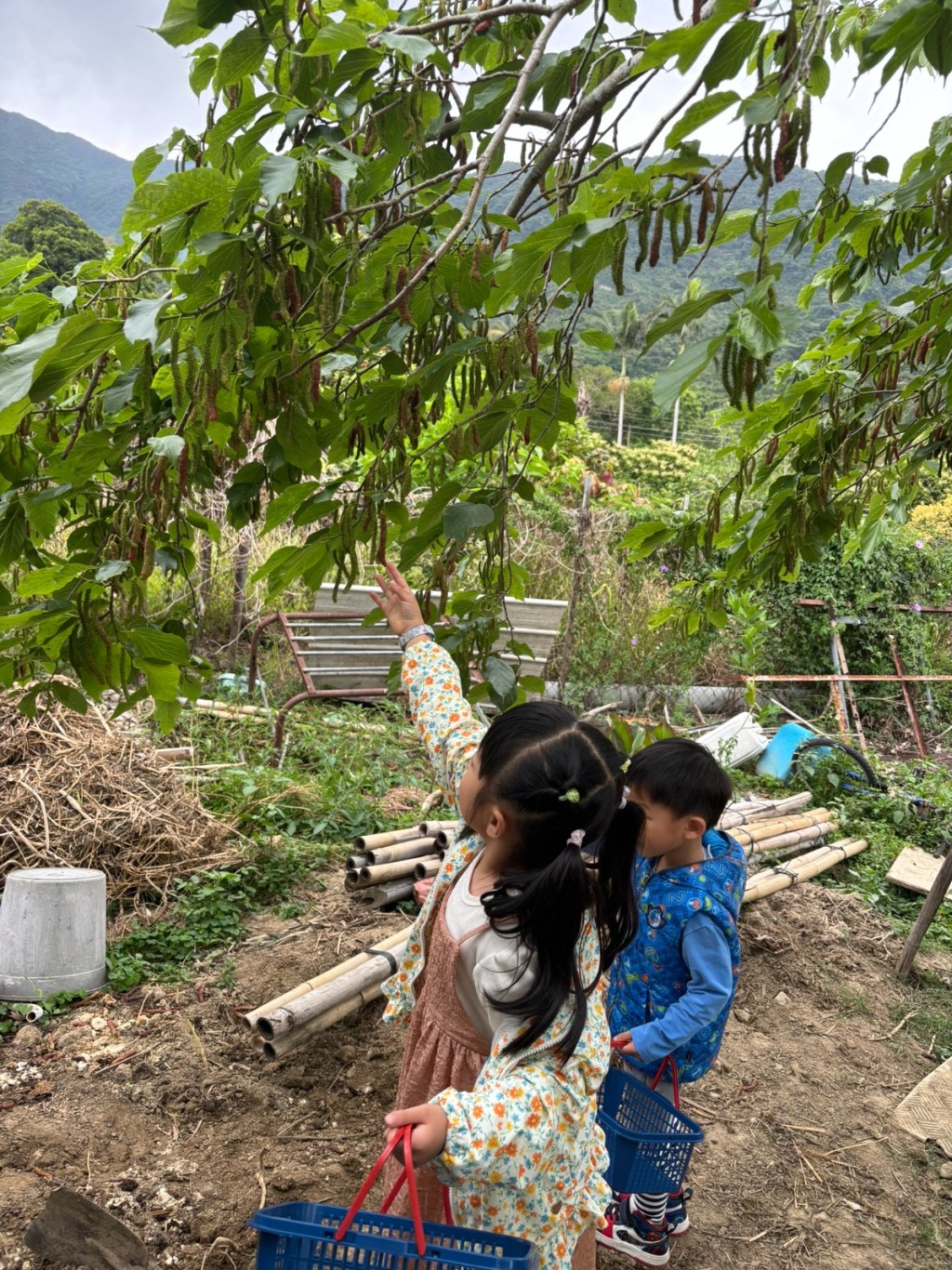 小朋友試過摘士多啤梨，那試過摘桑葚嗎？（圖片來源：《親子王》）