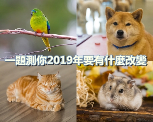 回顧 2018 年你覺得自己最像什麼動物呢？網圖