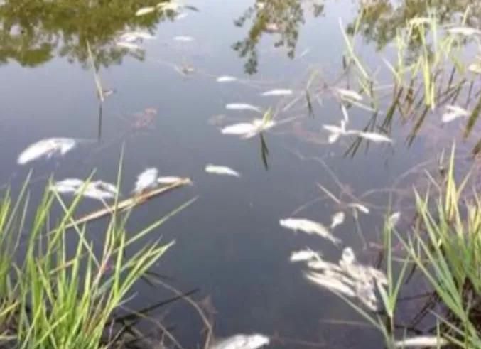 4人向將殺蟲劑倒入河中,導致22萬條魚死亡。網圖