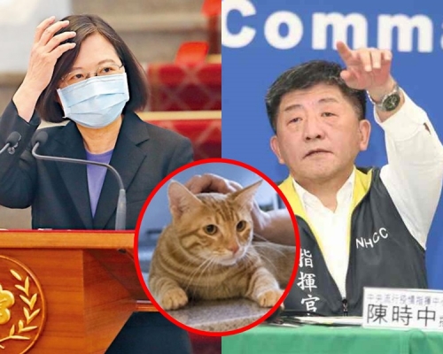 蔡英文陳時中每晚偷偷通電話,零確診時兩隻台灣第一貓可獲宵夜獎勵。資料圖片