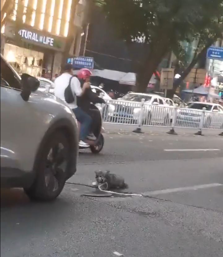 四川街頭有中年漢疑為碰瓷，將小狗掟向汽車車頭。微博