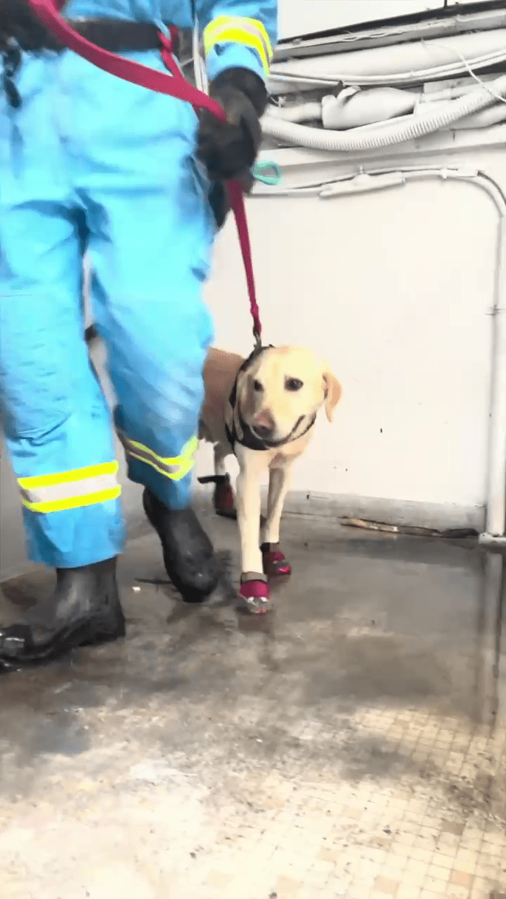 消防亦有出動調查犬進入火場。消防處FB