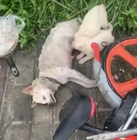 影片截圖