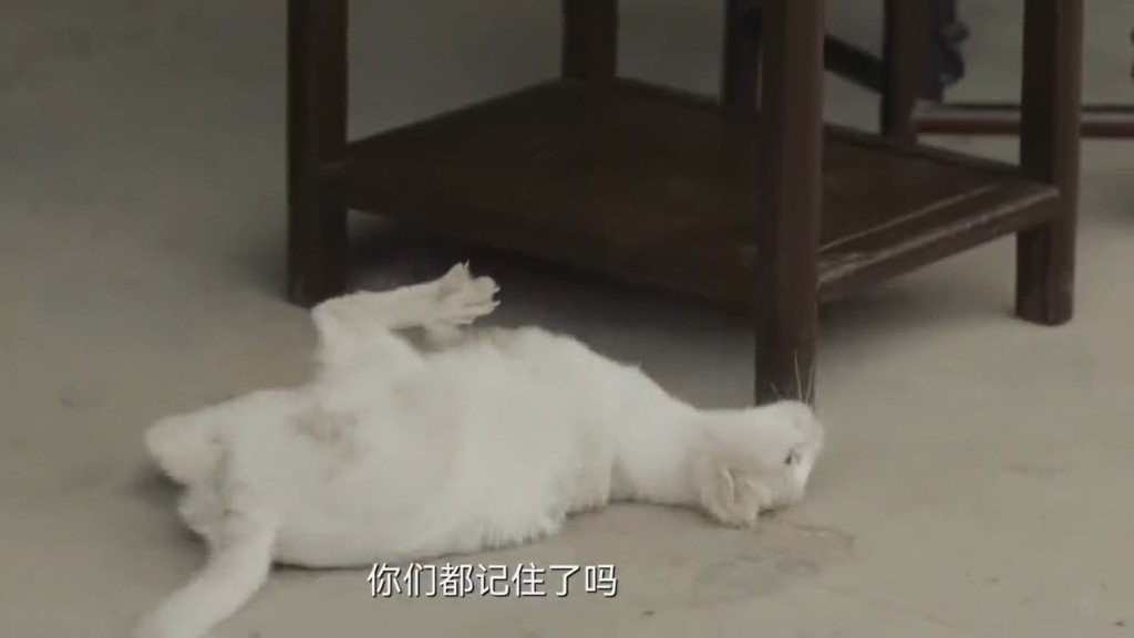 劇中一幕，白貓演員在地上掙扎。網片截圖