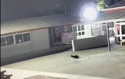 新西蘭有學校過去屢被一隻黑貓偷走內衣及毛巾。FB@Apanui School