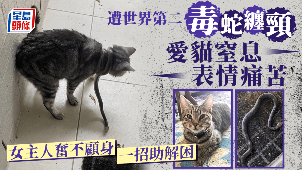 Rebecca當日看到愛貓被毒蛇纏頸。