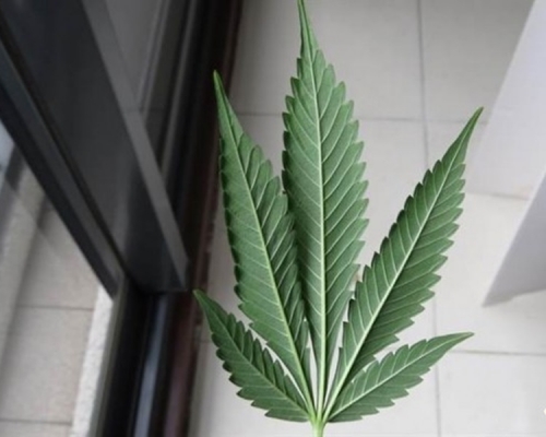 泰男辯稱泰國家鄉菜需要大麻入菜調味。