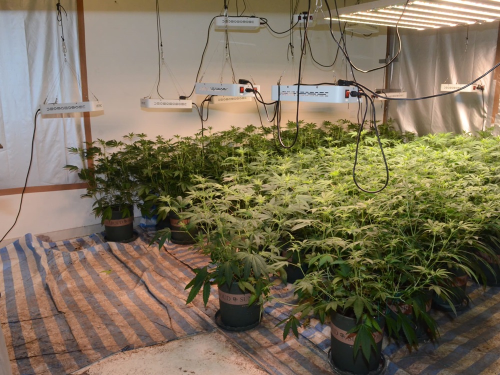 行動中海關檢獲383株大麻,估計市值3,600萬元。
