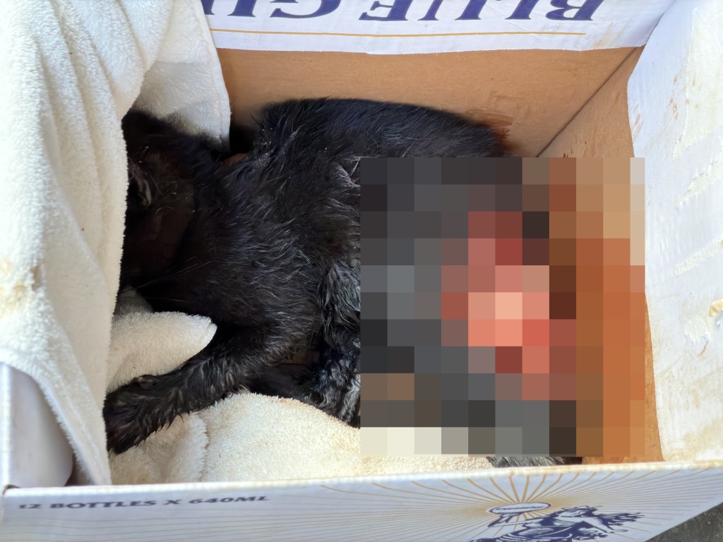 貓咪被發現在石硤尾街39號後巷掙扎,嚴重受傷。梁國峰攝 貓咪被發現在石硤尾街39號後巷掙扎,嚴重受傷。梁國峰攝