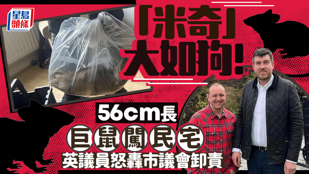 英國驚現22英寸巨鼠體型堪比小狗。Facebook @ David Taylor and Stephen Martin