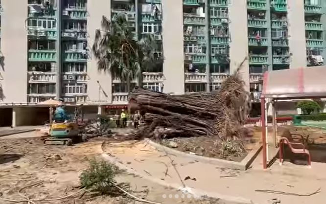 愛民邨老樹不敵強颱風樺加沙的吹襲而塌下。房署IG