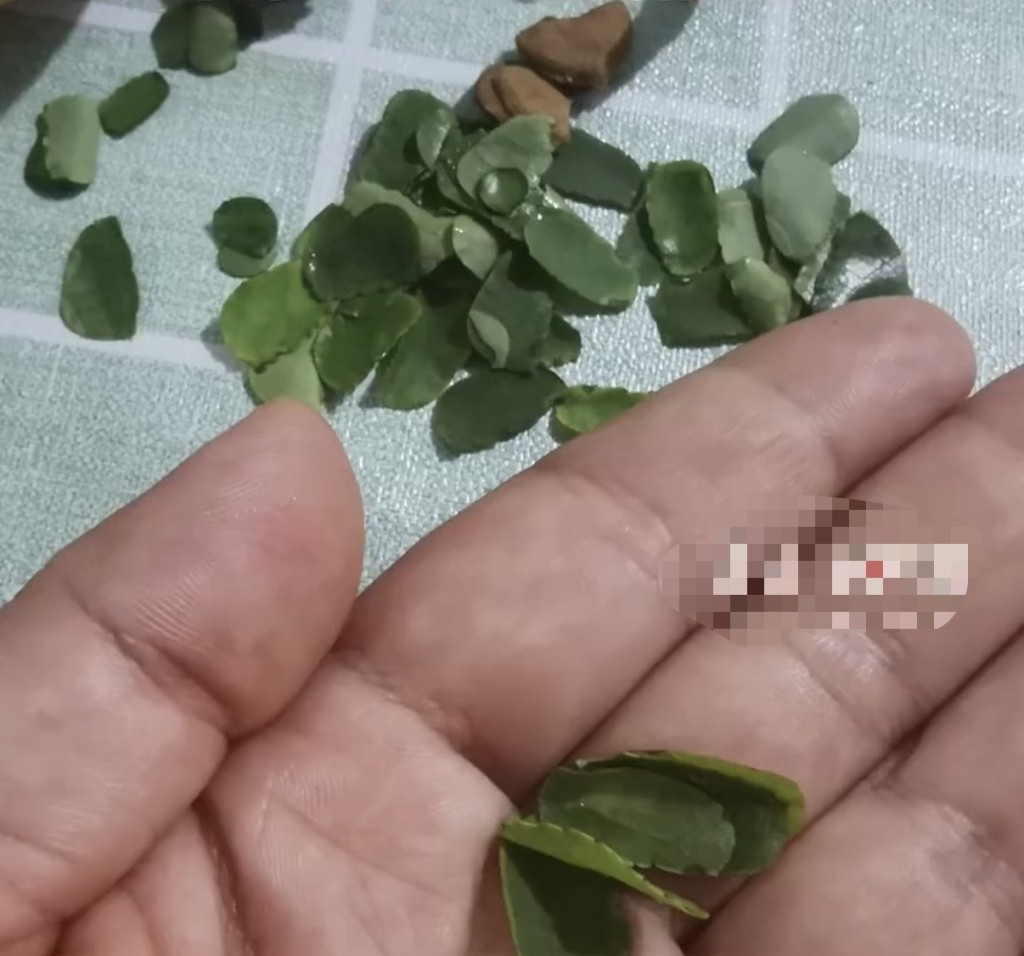 北京女子咬開桃子驚見新鮮樹葉。羊城晚報 北京女子咬開桃子驚見新鮮樹葉。羊城晚報