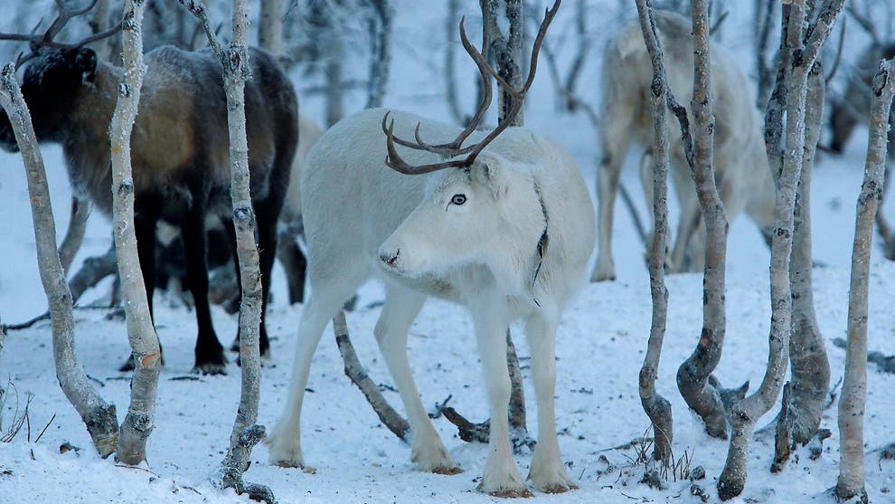 馴鹿南下覓食，讓放牧人十分頭痛。路透社資料圖片
