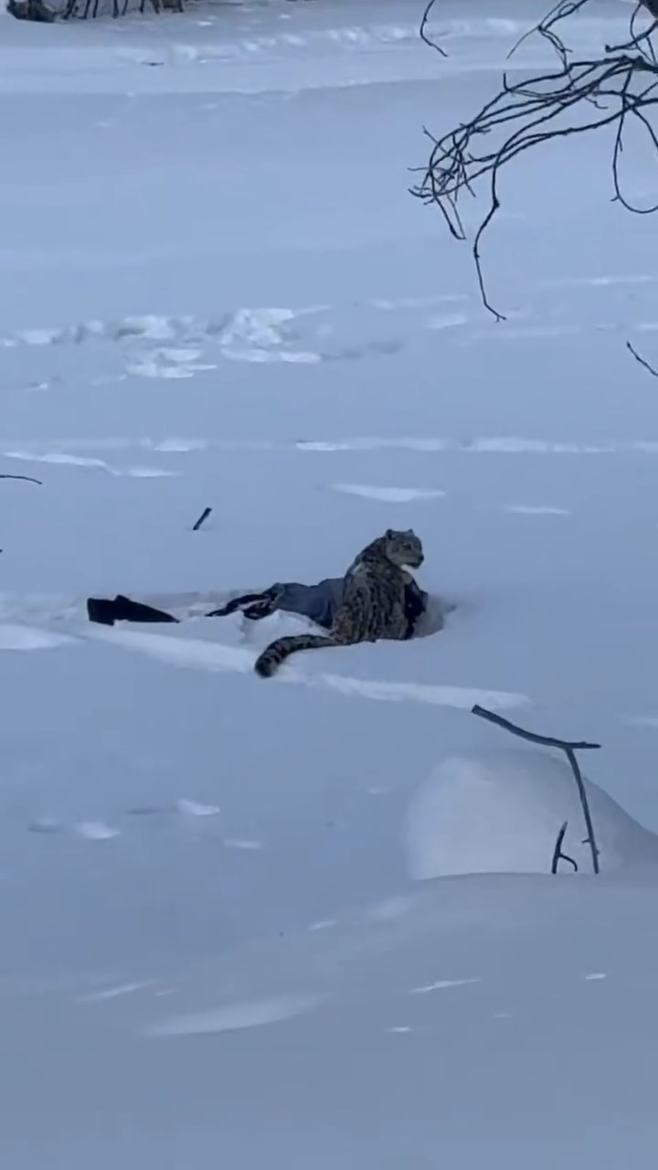 新疆發生雪豹襲擊人類事件。微博@葉安逸