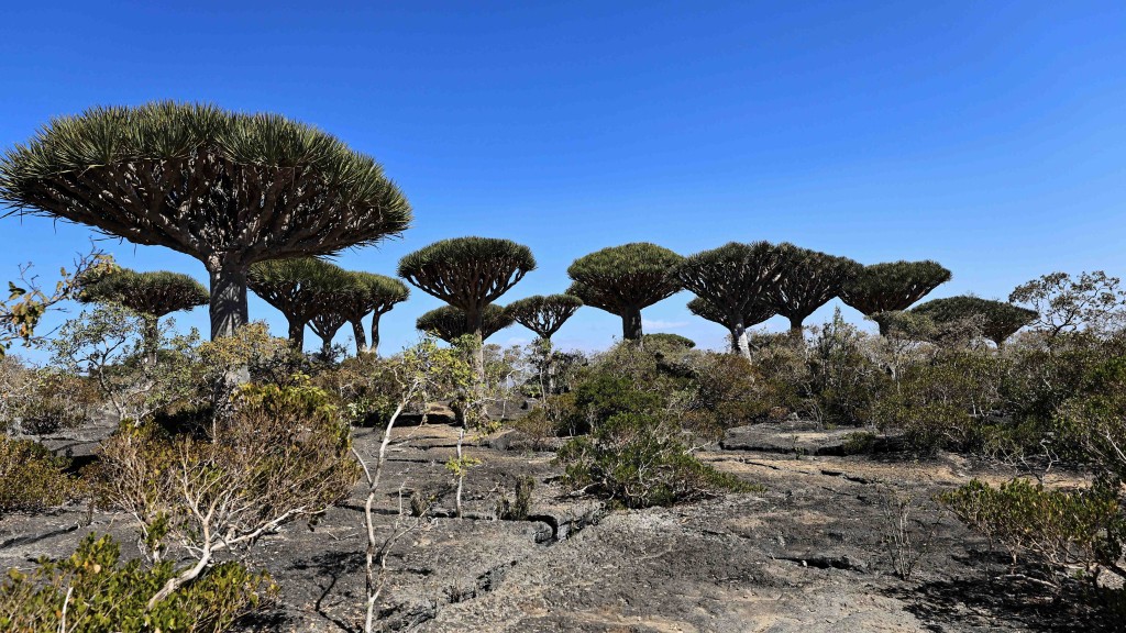 沙特阿聯酋關係惡化 也門索科特拉600遊客滯留 意大利急撤46人。路透社
