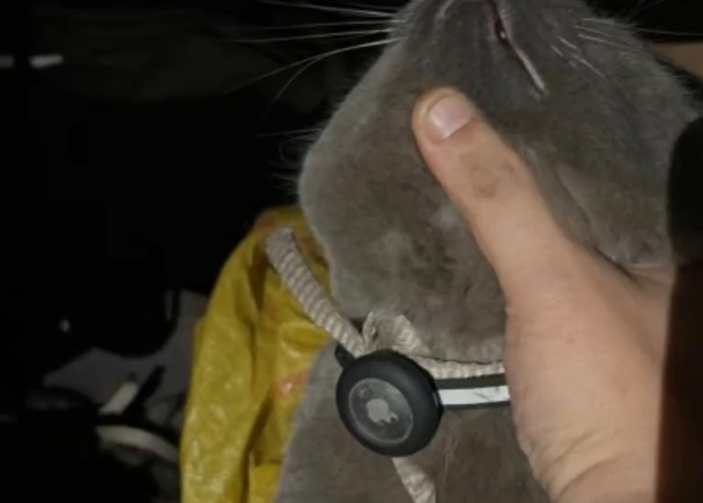 貓貓的頸上安裝了定位器。微博圖