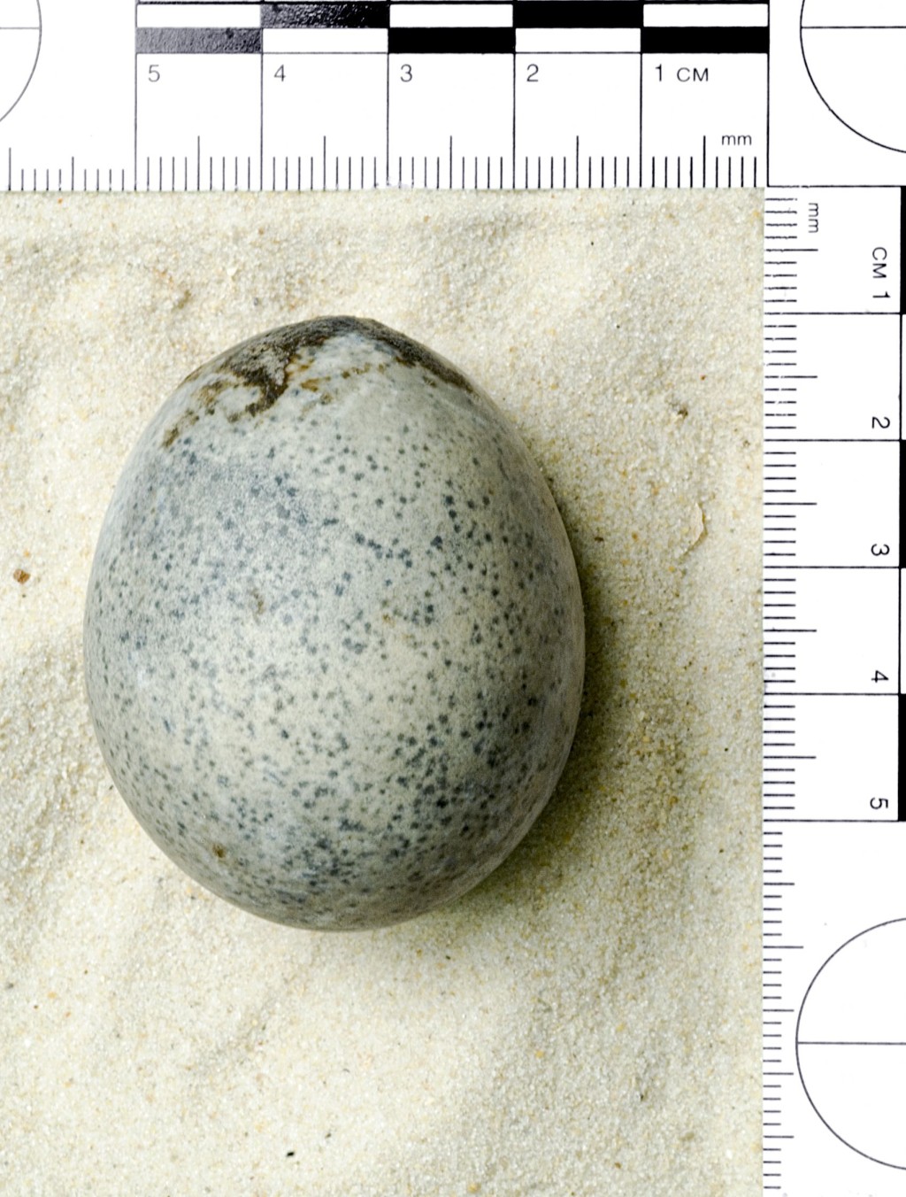 專家指，蛋內仍存有蛋液。(Oxford Archaeology@X)