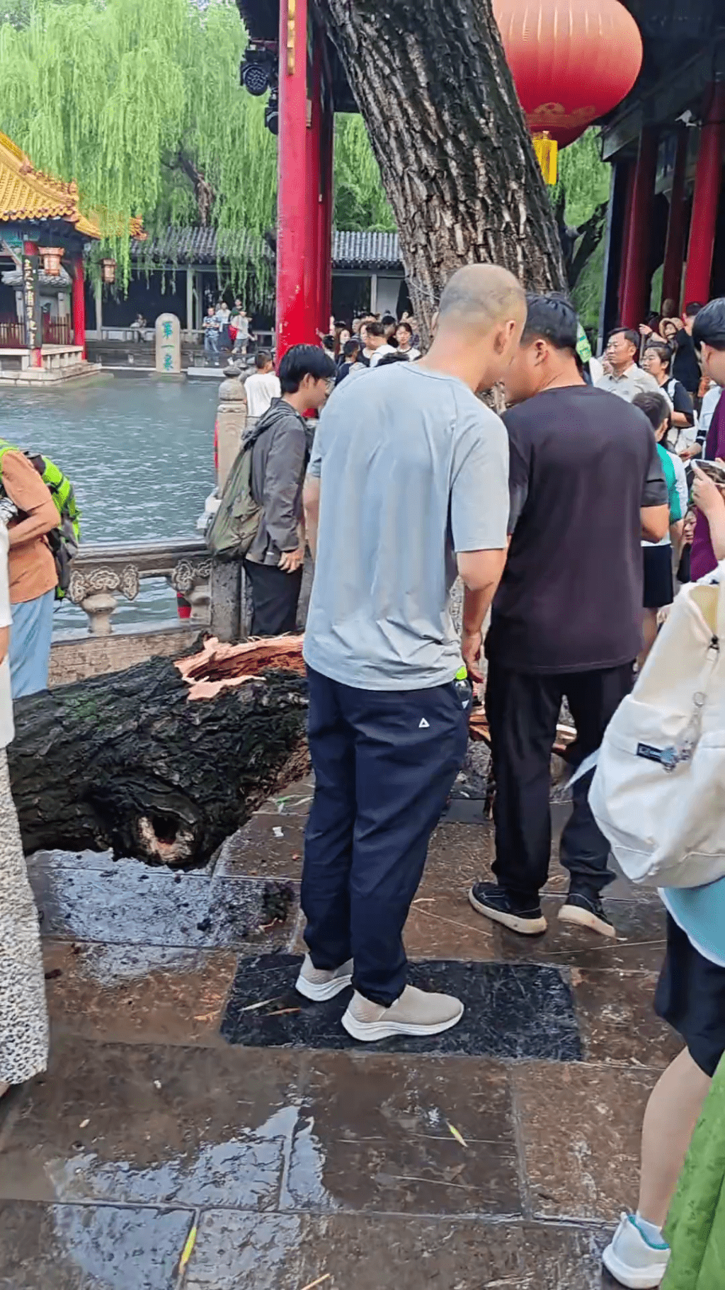 目擊者指出，該棵折斷的柳樹樹幹內部疑似已經呈深褐色的腐爛狀態。